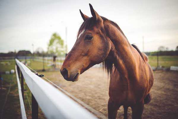 horse breeding business tax